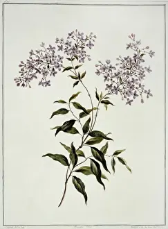 Lilac Prints: Syringa persica, Persian lilac