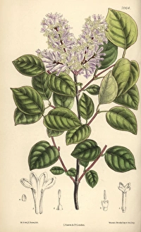 Syringa villosa, pale lilac flower from northern China Syringa villosa, pale lilac flower from northern China
