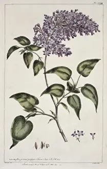 Lilac Prints: Syringa vulgaris, common lilac