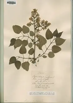 Herbarium Prints: Syringa vulgaris, lilac