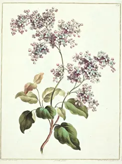 Syringa vulgaris, lilac