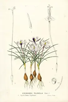 Pulchella Prints: Syringodea pulchella