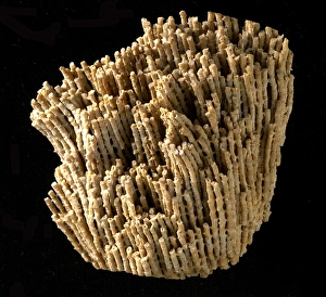 Black Background Collection: Syringopora, fossil coral