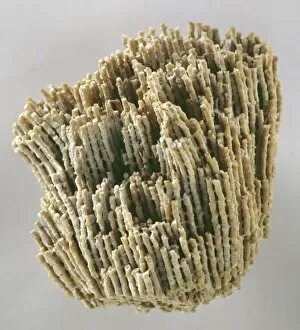Anthozoa Gallery: Syringopora reticulata (Goldfuss), coral