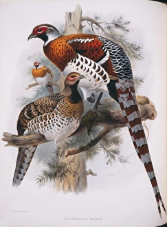 A Monograph Of The Phasianidae Gallery: Syrmaticus ellioti, Elliots pheasant