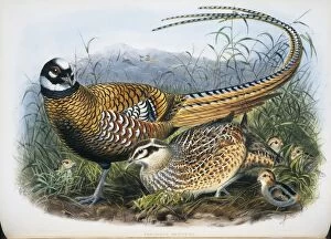A Monograph Of The Phasianidae Gallery: Syrmaticus reevesii, Reeves pheasant