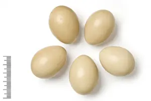 Eggshell Prints: Syrmaticus reevesil, reeves pheasant