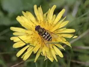 Hoverfly Collection: Syrphus ribesii, hoverfly