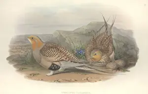 Nest Prints: Syrrhaptes paradoxus, Pallass sandgrouse