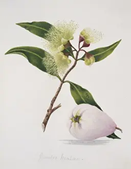 Juicy Prints: Syzygium malaccense, malay apple