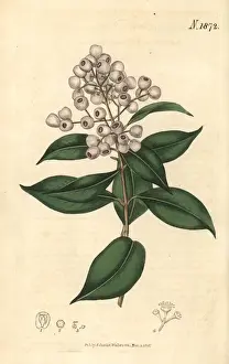 Curtis Prints: Syzygium smithii