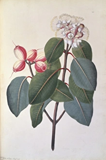Syzygium suborbiculare, lady apple tree Syzygium suborbiculare, lady apple tree