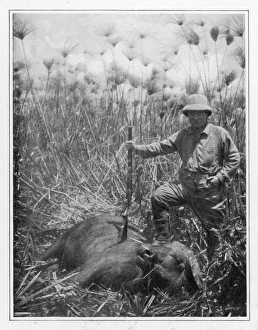 Hunting/Buffalo