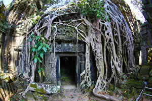 Roots Collection: Ta Phrom, Khmer Temple in Angkor, Siem Reap, Cambodia