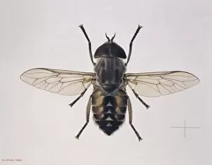 Tabanus autumnalis, horse fly