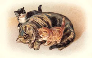 Tabby cat