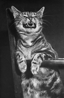 Fierce Collection: Tabby cat on a chair, looking fierce
