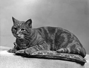 Handsome Gallery: TABBY CAT ON A CUSHION