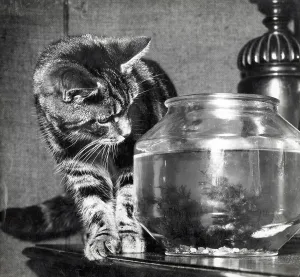 Interest Prints: A tabby cat eyes up a fish in a fishbowl with interest