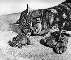Images Dated 10th January 2017: Tabby cat and frog