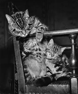 Asleep Prints: Tabby cat and kitten asleep on a chair