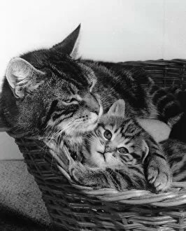 Images Dated 13th January 2017: Tabby cat and kitten in basket