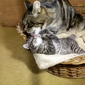 Kaye Prints: Tabby cat and kitten in basket