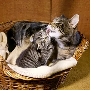 Tabby cat and kitten in basket