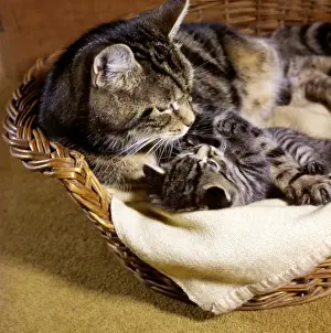 Tabby cat and kitten in basket