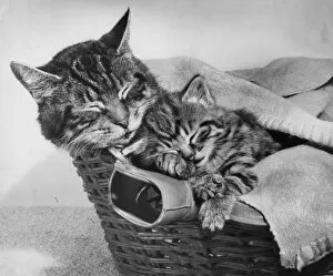 Tabby cat and kitten in basket with hot water bottle