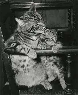 Tabby cat and kitten on a chair