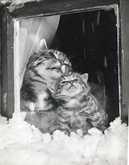 Snowing Prints: Tabby cat and kitten look through a window at the snow Date: 1950s