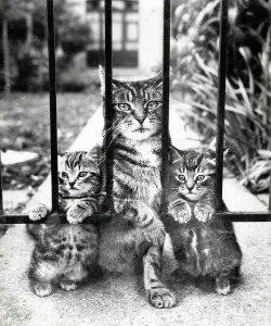 Tabby cat and two kittens wait patiently by a garden gate