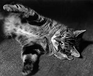 Images Dated 9th January 2017: Tabby cat rolling on the floor