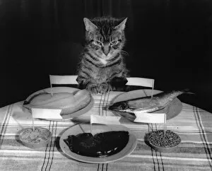 Tabby cat sitting at a table