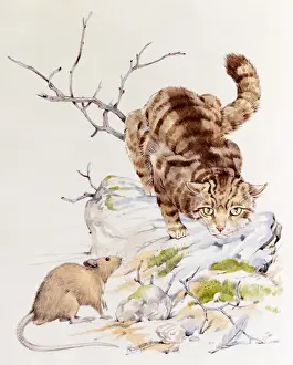 Stalking Prints: A tabby cat stalking a mouse