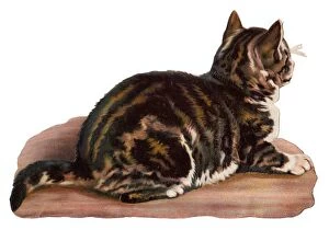 Images Dated 2nd November 2015: Tabby cat on a Victorian scrap