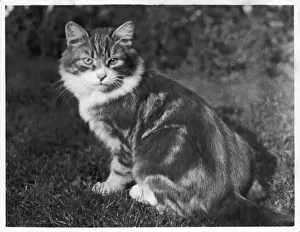 Tabby in Garden