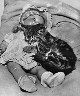Tabby kitten asleep with a doll