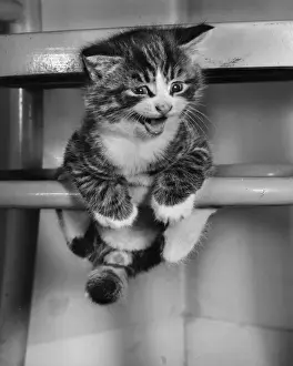Precarious Prints: Tabby kitten balancing on a chair