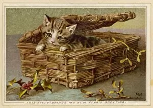 Cats Collection: Tabby Kitten in Basket