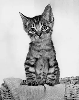 Tabby kitten with blanket and basket