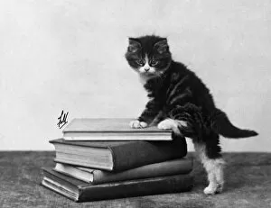 Images Dated 5th December 2011: Tabby Kitten on Books