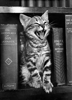 Tabby kitten on a bookshelf