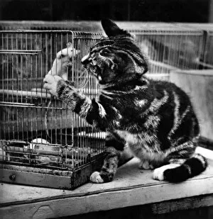 Caged Gallery: Tabby kitten with caged mouse