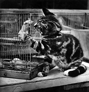 Caged Gallery: Tabby kitten with caged mouse