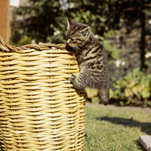 Images Dated 27th January 2017: Tabby kitten climbing on a basket