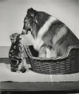 Tabby kitten and Collie dog