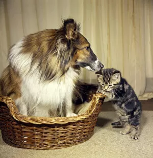 Images Dated 27th January 2017: Tabby kitten with a Collie dog