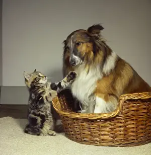 Tabby kitten with a Collie dog
